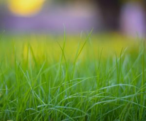 lush green grass