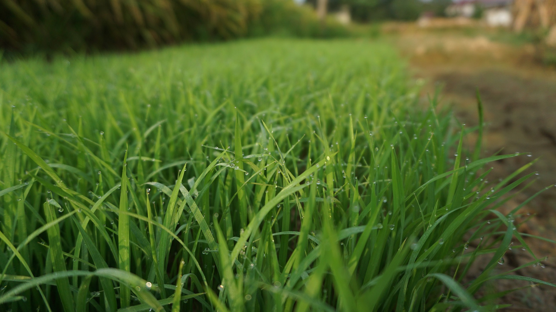 fresh grass on the lawn