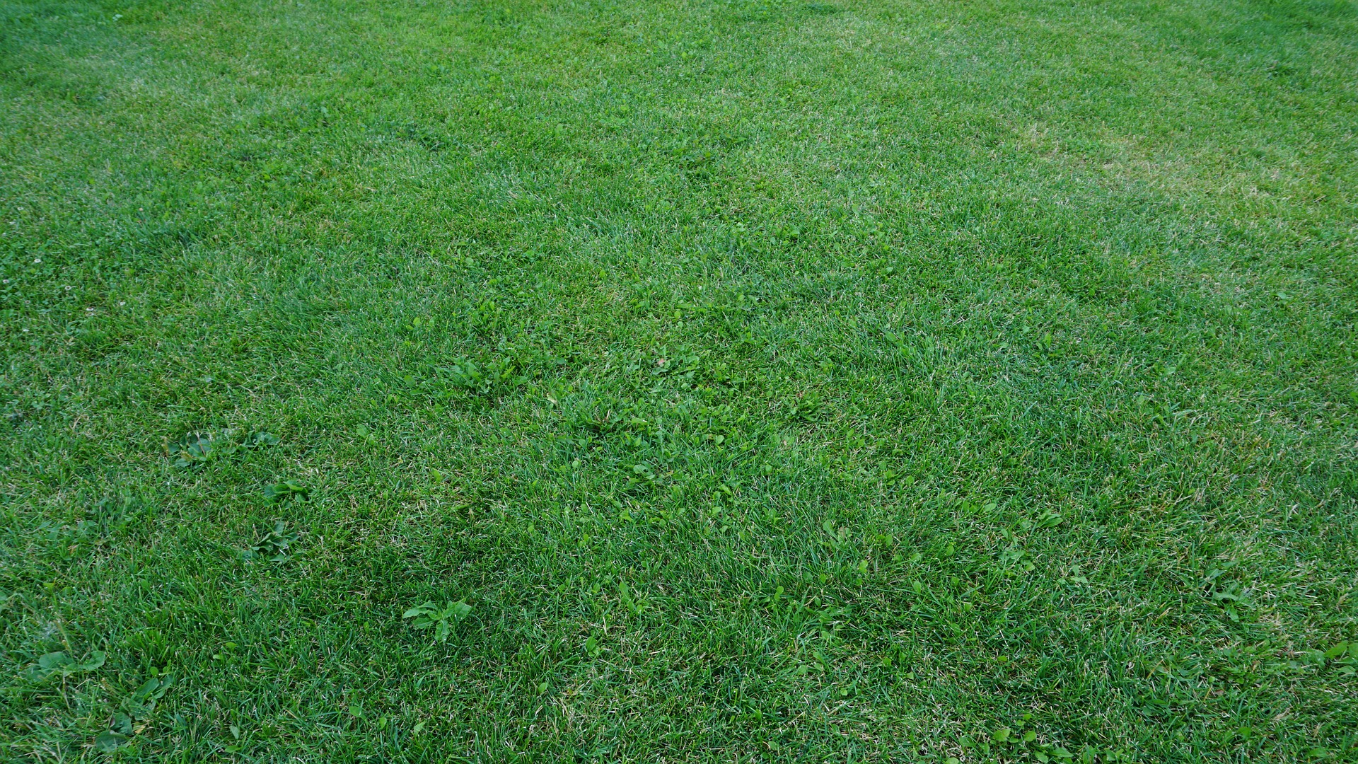 well-trimmed turf