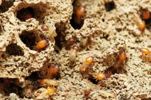 termites' nest